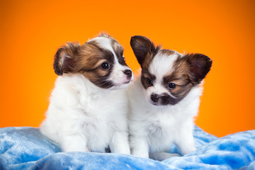 Two Papillon puppies on a orange background