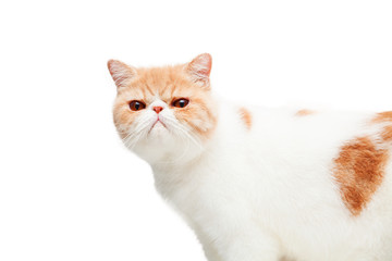 Cute cat isolated on white background
