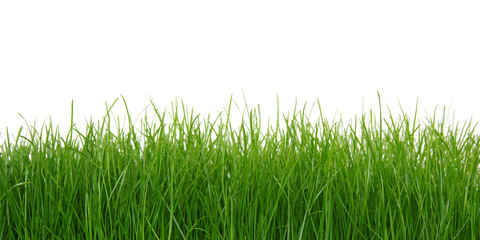 Green grass on white background