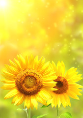 Bright yellow sunflowers © frenta