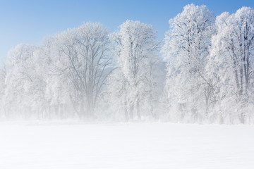 Bäume mit Raureif und Nebel