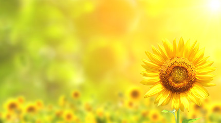 Obraz na płótnie Canvas Sunflowers