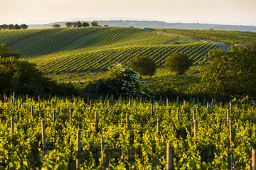 view of vineyards from near Velke Bilovice, Czech Republic