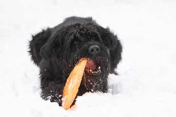 Big Black Schnauzer dog is biting a toy