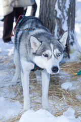 Husky dog used in sled on leash