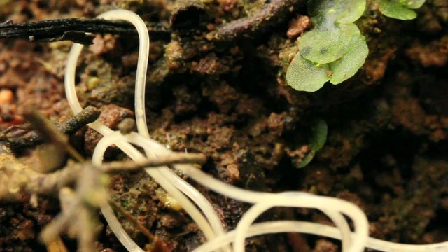 Nematode worm (roundworm)