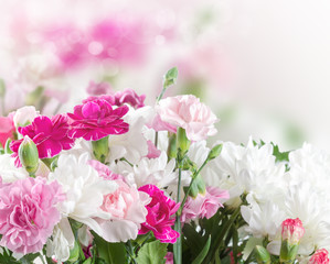 Pink and white carnation flowers