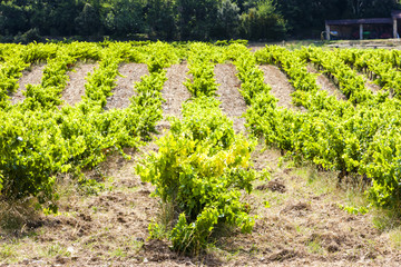 Fototapeta na wymiar vineyard near Roche-Saint-Secret, Rhone-Alpes, France