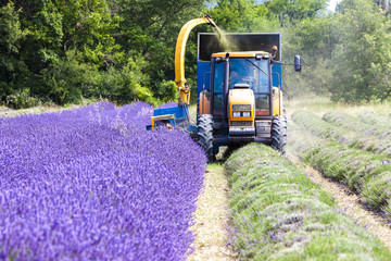 Naklejka premium lavender harvest, Rhone-Alpes, France