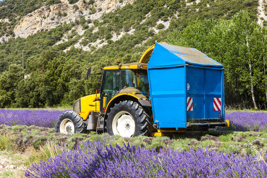 lavender harvest, Rhone-Alpes, France