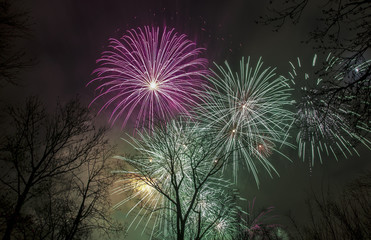 Colorful fireworks in the sky above the trees