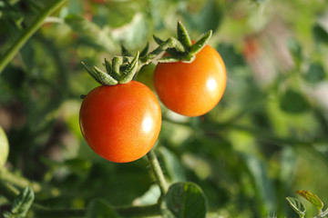 tomato