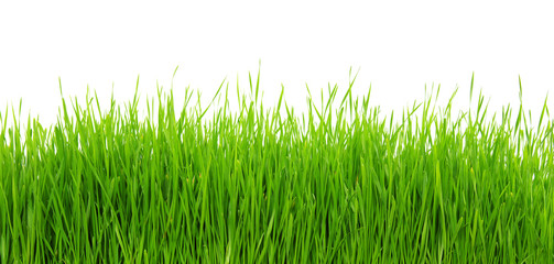 Green grass on white background
