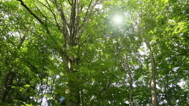 白神山地　ブナ林