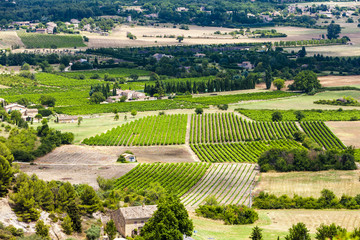 vineyards near Gordes, Vaucluse Department, Provence, France