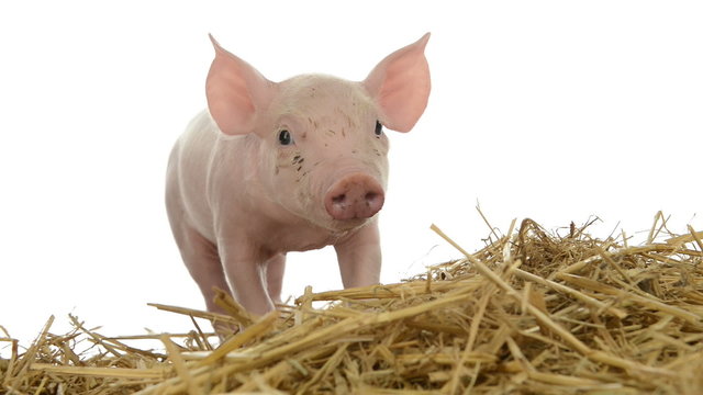 Piglet standing in straw