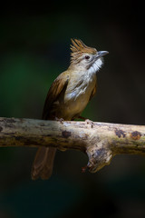 Portrait of Ochraceous Bulbul( Alophoixus ochraceus)