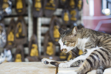 cat