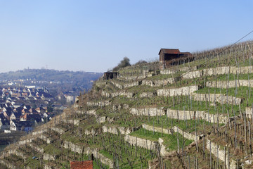 Weinberg Bad Cannstatt