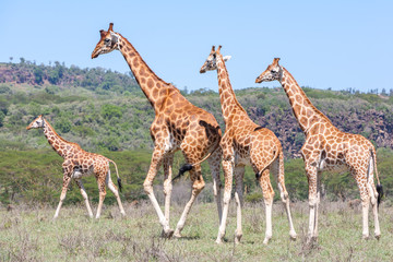 Naklejka na ściany i meble Giraffes herd in savannah