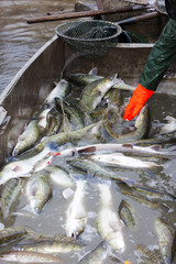 Obraz premium harvesting pond