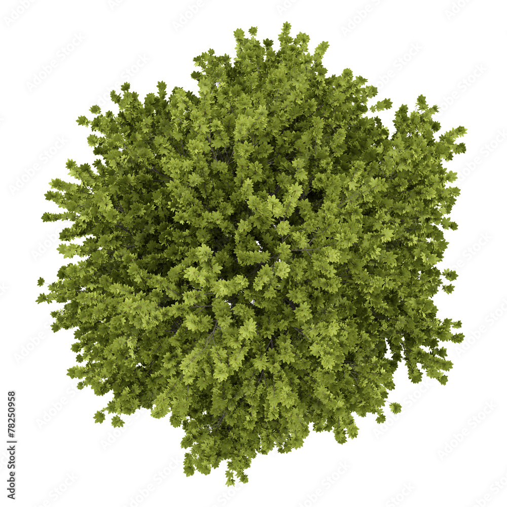 Wall mural top view of norway maple tree isolated on white background