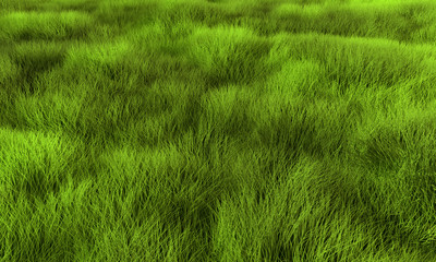 Fototapeta premium Grass