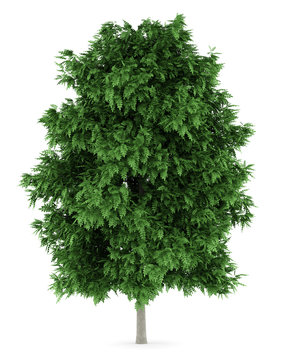 rowan tree isolated on white background