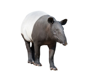 Obraz premium Malayan tapir or Asian tapir isolated