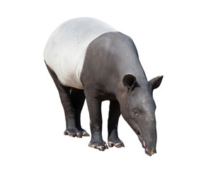 Malayan tapir or Asian tapir isolated - obrazy, fototapety, plakaty
