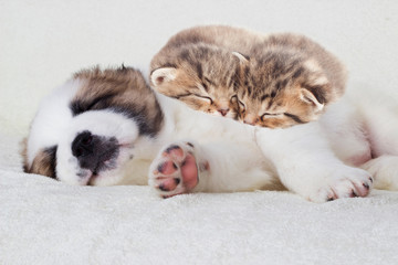 kittens and puppy sleeping
