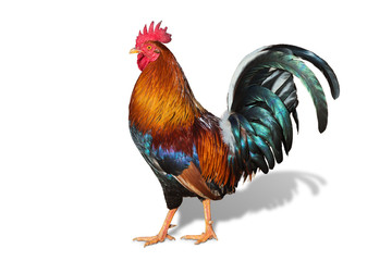 hawaiian rooster isolated on white