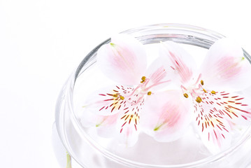 水に浮かぶアストロメリア