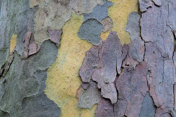 Wood and Moss Crust tree background abstract..