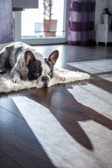 French bulldog lying down in sunny living room