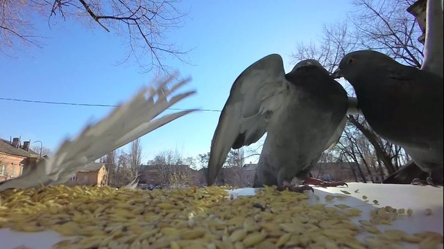 Super Slow Video. pigeon