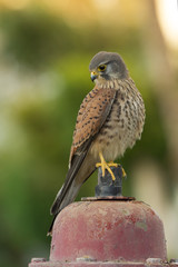 Kestrel