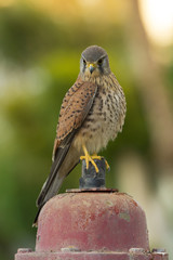 Kestrel