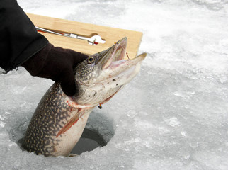 Obraz premium Northern Pike caught ice fishing