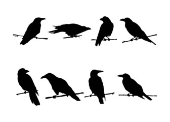 Set of ravens