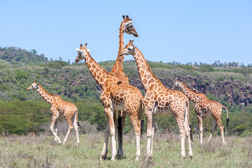 Giraffes herd in savannah