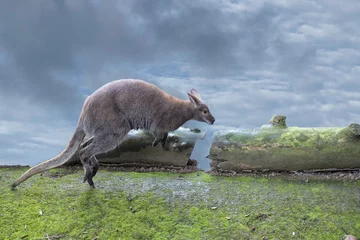 Fotobehang Kangoeroe kangaroo while jumping on the cloudy sky background