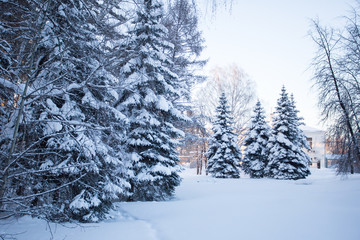 Beautiful winter forest