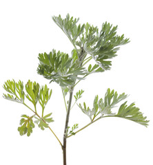 wormwood