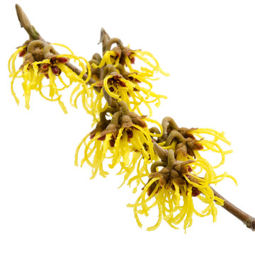 Bl&uuml;hende Hamamelis