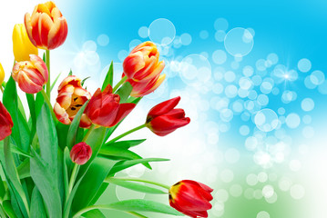 tulip flowers