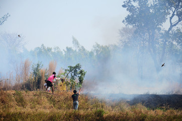 People Extinguish Smoke and flames from burning rice straw