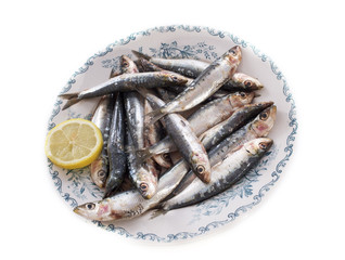 fresh sardine