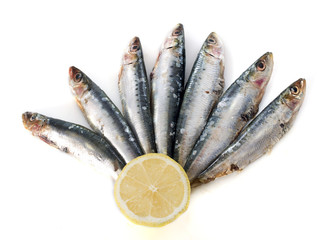 fresh sardine
