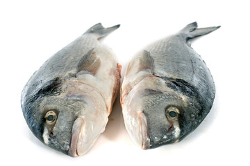 Gilt-head bream